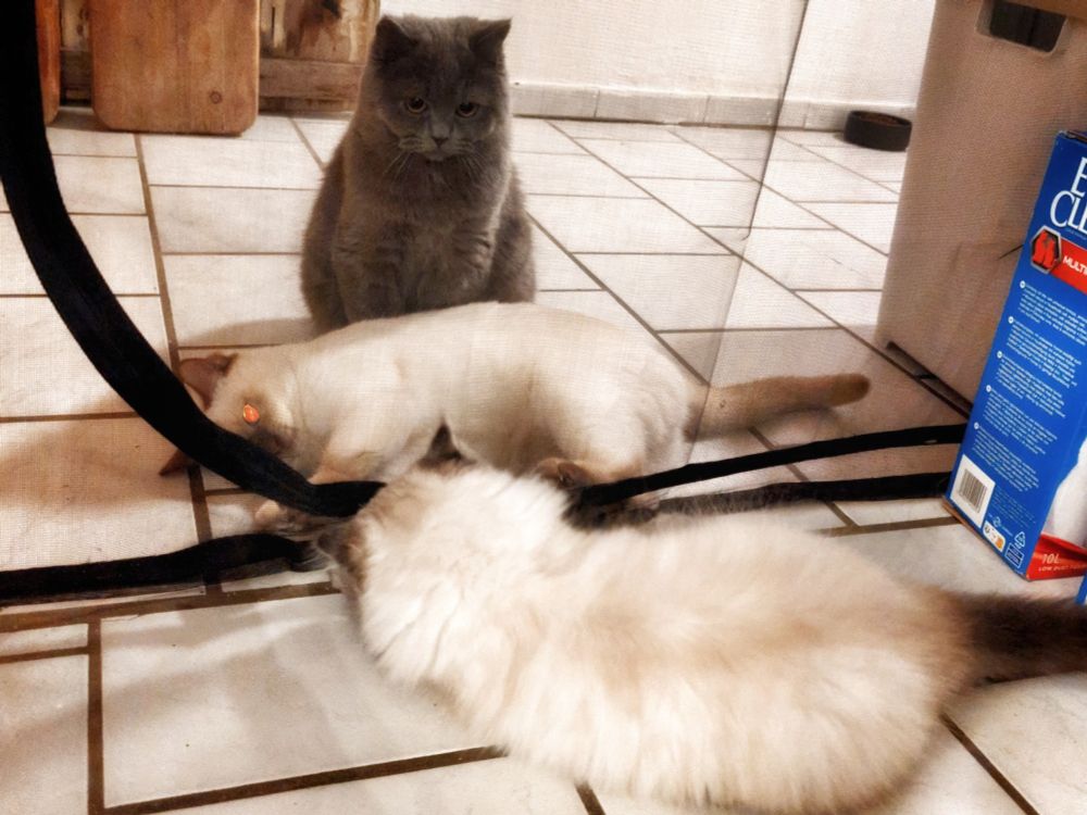 Auf dem Foto sitzt im Vordergrund ein kleiner Ragdoll Kater der mit den Pfoten mit der weißen Britisch Kurzhaar Dame spielt. Die weiße Katze liegt auf der Seite und hat die Pfoten gegen das Netz das beide trennt in seine Richtung gedrückt. Das ganze wird von unserer Blauen Britisch Kurzhaar Dame im Hintergrund überwacht und beobachtet. Sie sitzt hinter der weißen Katze und guckt auf die Pfoten der anderen herunter.