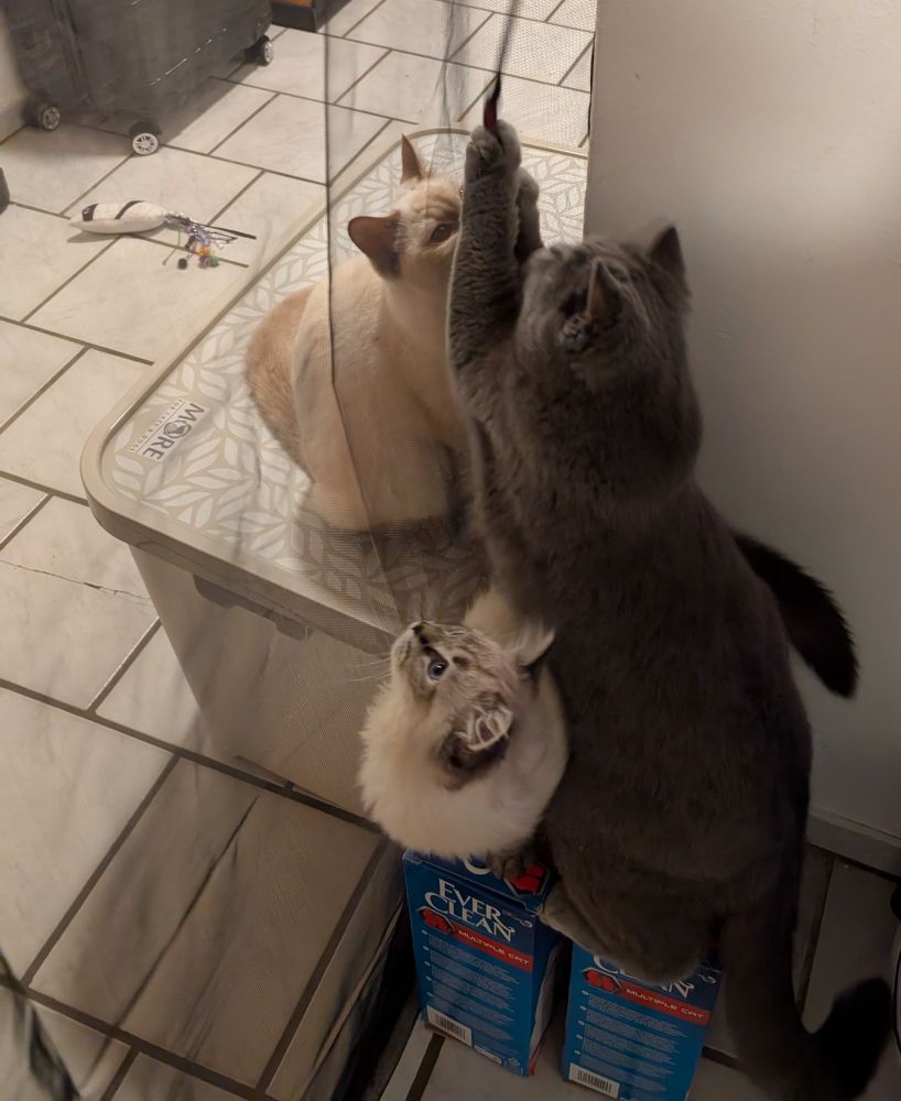 Dieses Bild entstand heute Morgen, alle 3 Katzen sitzen am Netz während die blaue Katze über den kleinen weißen Ragdoll die Pfoten nach einer Katzenangel aus streckt. Auf der anderen Seite am Netz sitzt unsere weiße Katze und möchte auch das Spielzeug haben.