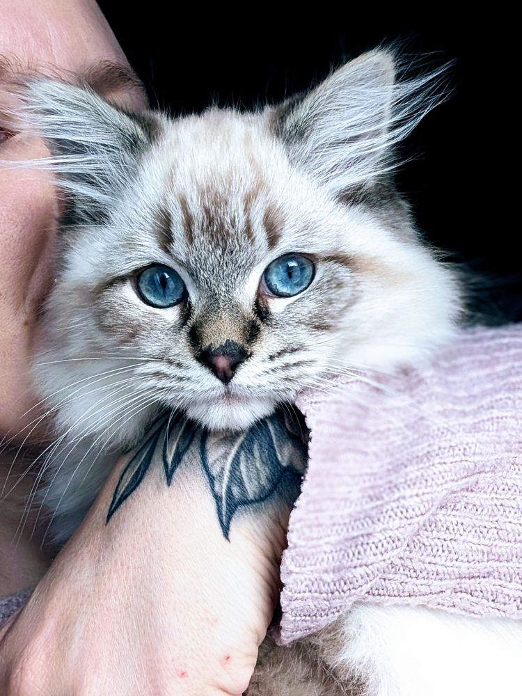 Auf diesem Bild unser kleiner Meisterdieb. Im Mittelpunkt des Bildes ist das Gesicht unseres kleinen Ragdoll Katers. Sein Kopf liegt auf einem Arm am dem eine Tätowierung zu sehen ist. Sein Gesicht hat eine leichte Tigermusterung und seine Augen sind leuchtend blau.