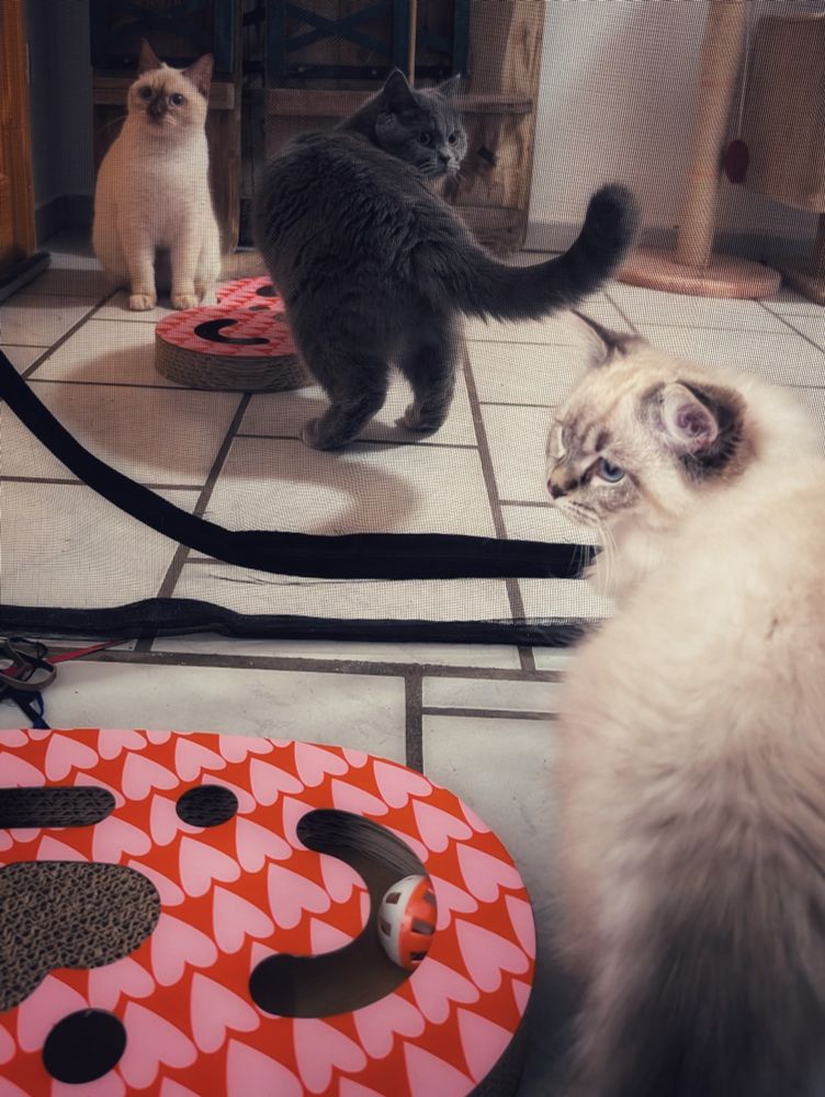 Auf diesem Foto sieht man rechts einen kleinen Ragdollkater mit dunklem Schwanz dunklen Ohren, Tigermaske im Gesicht und sonst hellem Körper. Hinter dem Netz vor dem er steht sieht man wie eine typische blaue BKH den Kopf Richtung Netz dreht. Und eine weiße BKH mit brauner Maske sitzt ganz links auch hinter dem Netz und guckt Richtung Netz. Unten Links liegt ein Rosa Kratzpappenherz mit Spielzeug Ball dasselbe ist nochmal zwischen den beiden BKH Katzen zu finden.