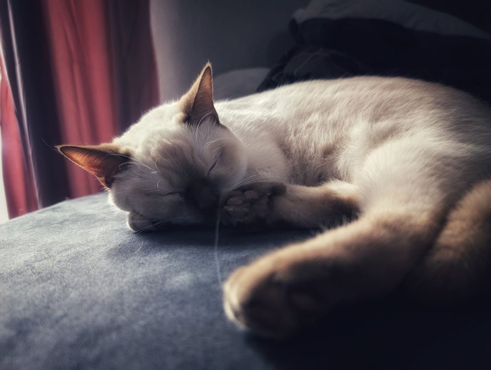 Auf diesem Bild liegt eingerollt meine Yuna eine weiße BKH mit braunen Socken und einem dunklen Näschen und braunen Augen.