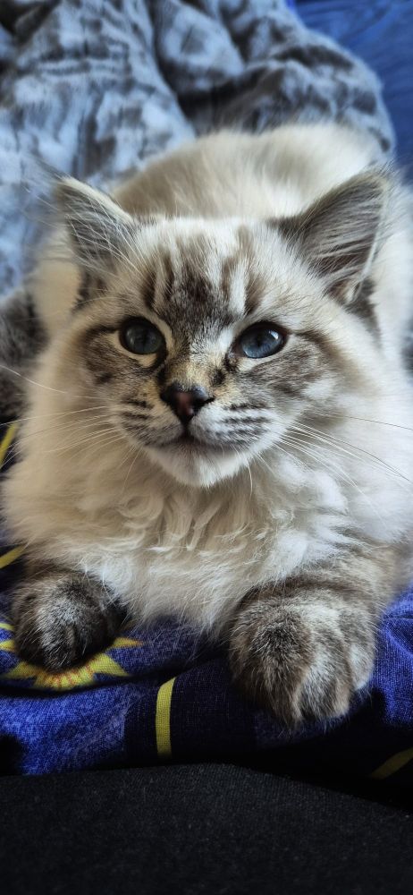 Auf dem Foto der kleine Ragdoll Kater mit seinem dunkel getigerten Gesicht und hellem Fell. Und seine blauen Augen! 