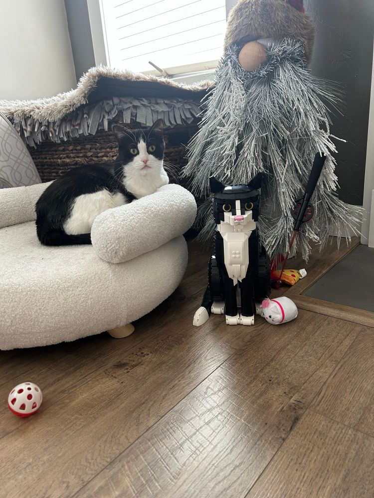 a picture of my tuxedo cat, patches, laying in her white aldi pet couch, which is sitting next to the tuxedo cat lego set