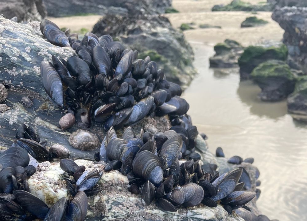 Clumps of mussels on a rock
