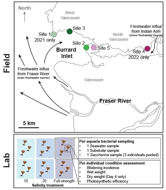 Part of figure 1 for the paper. There is a map of the field sites and an overview of the lab experiment. Field measurements were temperature and salinity. Lab was only salinity 