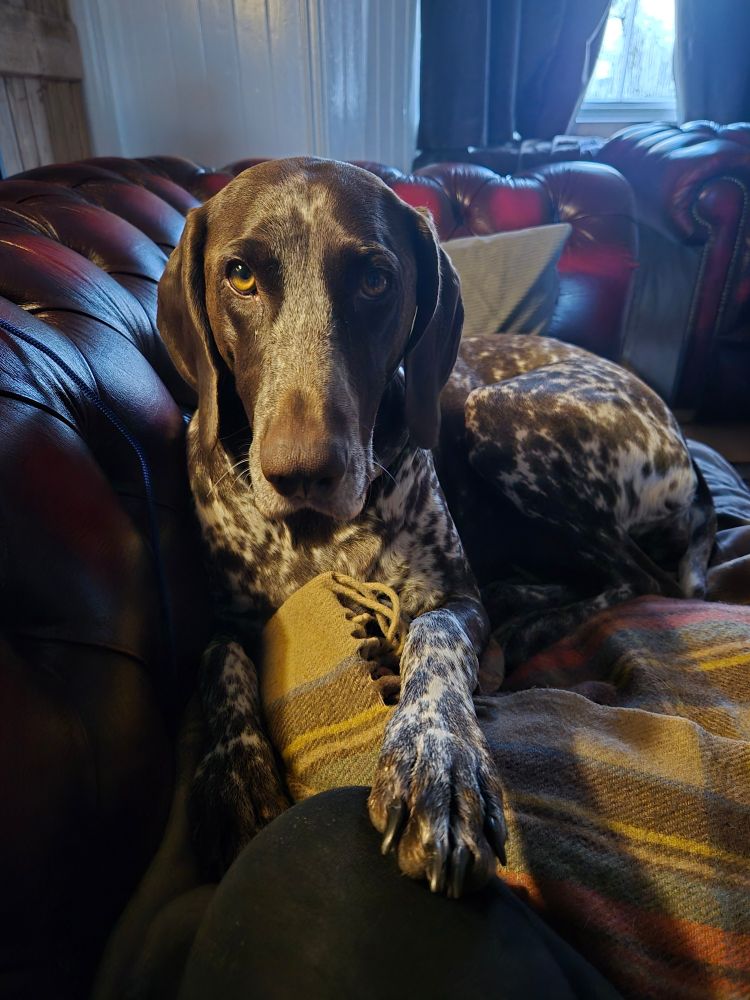 A photo of a German short-haired pointer dog. She is lying on a red sofa facing the camera. She has her paw on the photographers knee and is looking thoughtful. She is liver coloured with a white muzzle and white and liver ticked markings on her body. 
