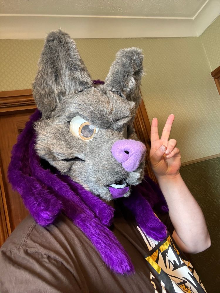 A grey wolf fursuit head with purple dreads.