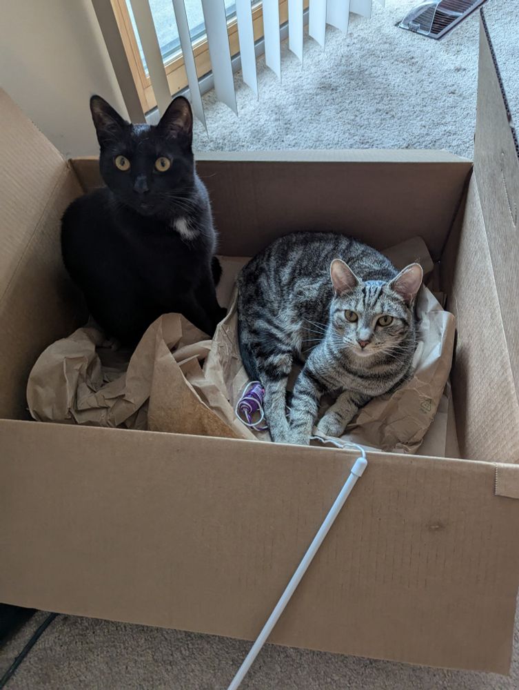 A large cardboard box containing 2 cats. One is a standard grey tabby, lying down. Sitting up next to him is a mostly black cat with a crescent shaped white patch on his chest (he has other white patches not visible in this picture).