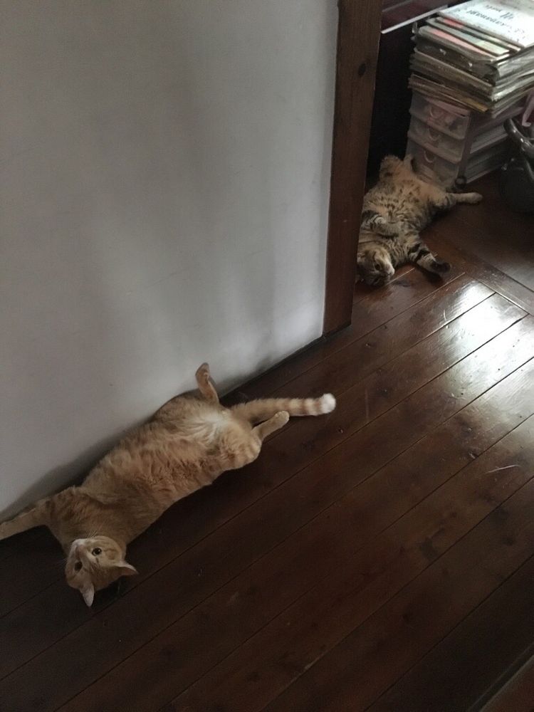 夏場、廊下に落ちているキャッツ