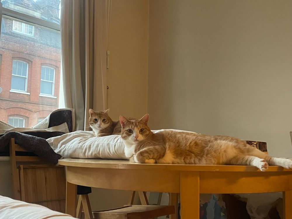 Two chubby orange cats recline on a wooden table (one is on top of a white pillow). They gaze at the camera steadily, looking a little affronted.