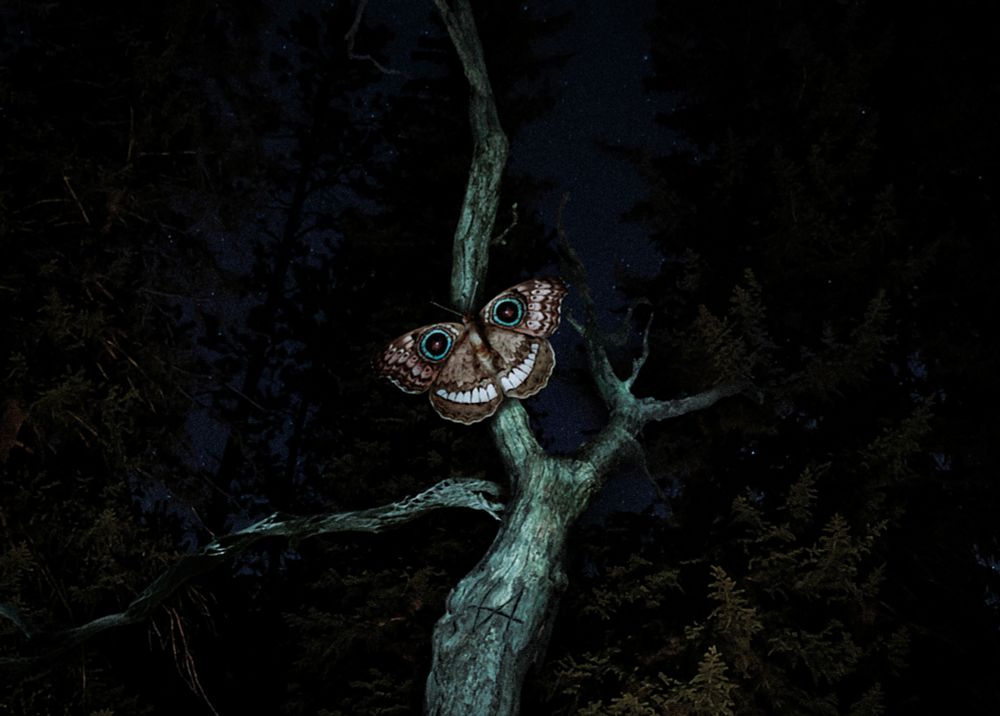 A butterfly rests on a dead tree at twilight. On its wings, two eyes and an uncanny smile meant to deter humans.