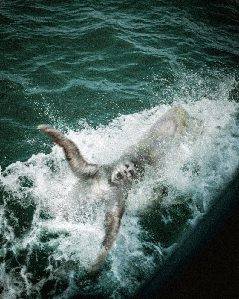 A picture taken from a ship looking down into the water. A shape, appearing human at first glance, is thrashing like a drowning person, splashing around it to disguise its form. 