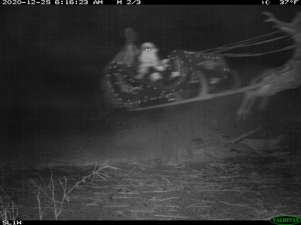 A trail cam image taken at night. In the background, what looks like a flying reindeer-pulled sleigh dashes past. Sitting on it, some kind of bearded thing and a large sack.