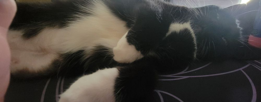A tuxedo cat stretched out with her white tummy fur showing. Her eyes are closed in a happy smile 