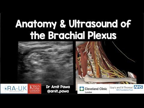 Anatomy & Ultrasound of the Brachial Plexus