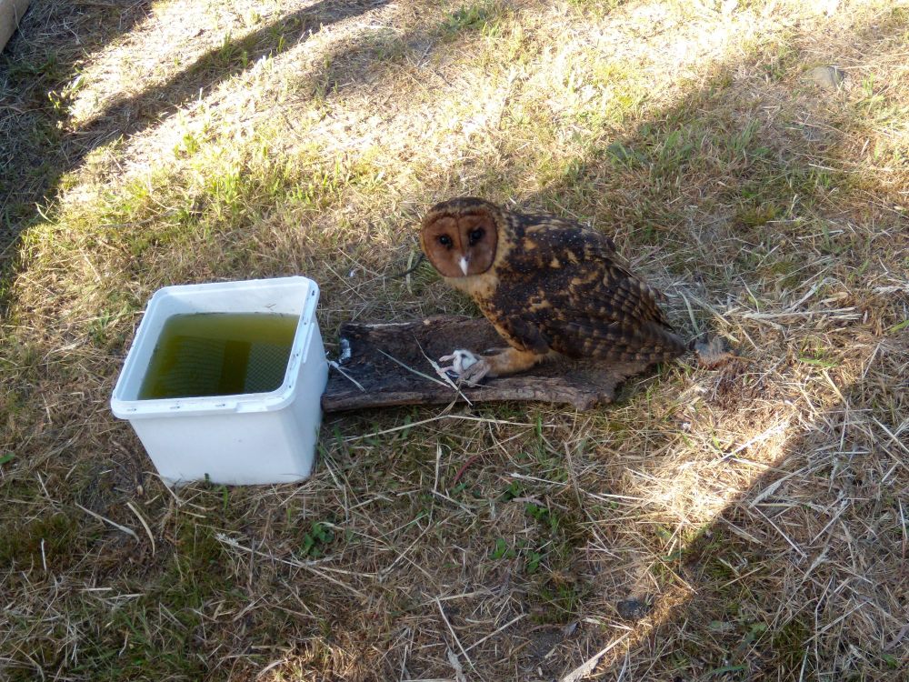 In this and the next two images she has gone to the ground to grab a mouse, she looks back at the camera and the grass and straw of the ground is around her