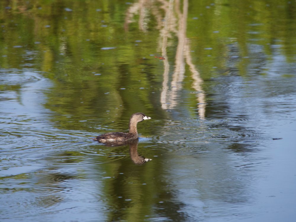 A bit closer view as he swims from left to right in the image, ripples behind him and the reflections of distant trees on the pond behind him