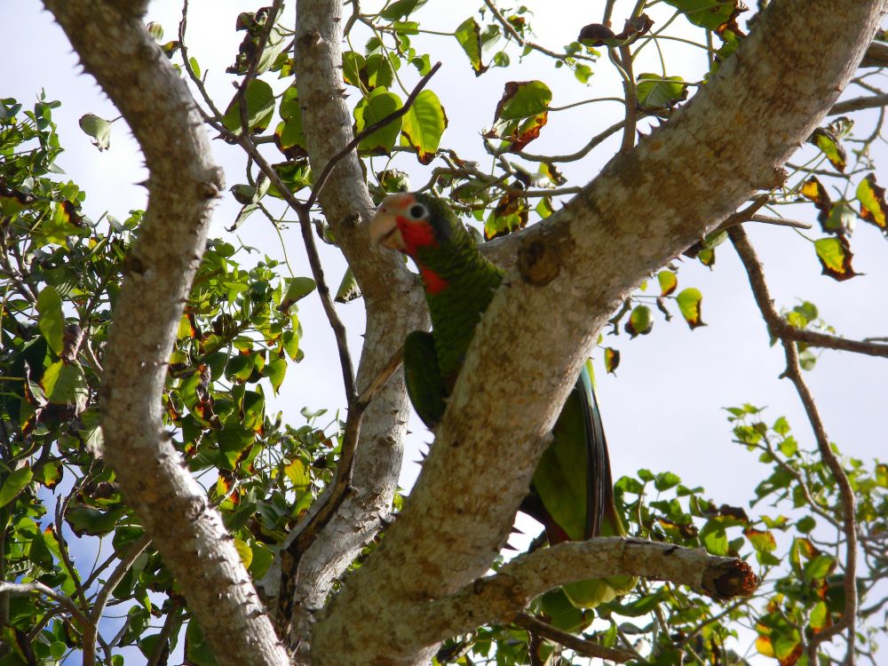Perched on the spiked branch of a Silk Floss tree is a small to medium sized green parrot with orange around his face and a yellow beak. He faces left but looks at the camera with his big black eye circled in yellow. Background is the green leaves of the tree and the white of a cloudy sky. 
