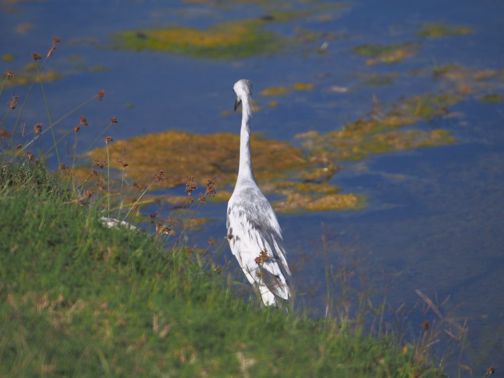 This image and the next two show him from different angles on the grass beside the pond. He's gray and white with black tipped long sharp beak. Hard to see here but there is a fringe on the back of his neck
