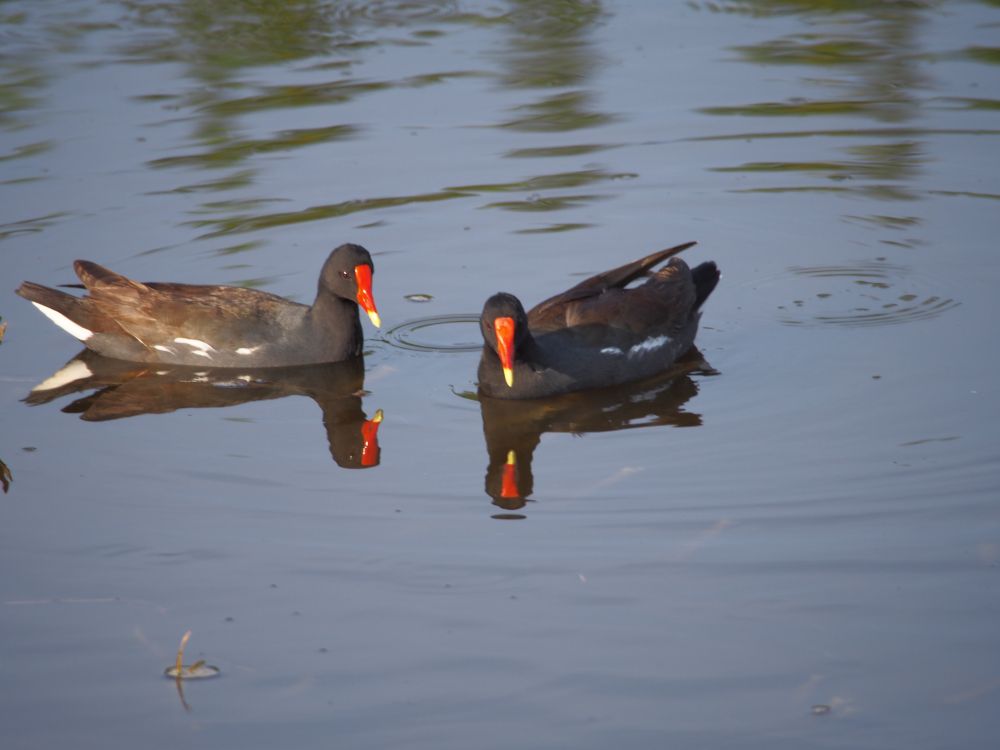 2 mallard sized wading birds on a still pond. The dark alkaline water makes a good reflecting surface and I like the photos I can get. They are mostly brown almost black with white flecks along their bodies and under the tail feathers. Their yellow tipped beaks meet their head with a patch of bright crimson red seeming to hold it on. Background is the small ripples on the pond