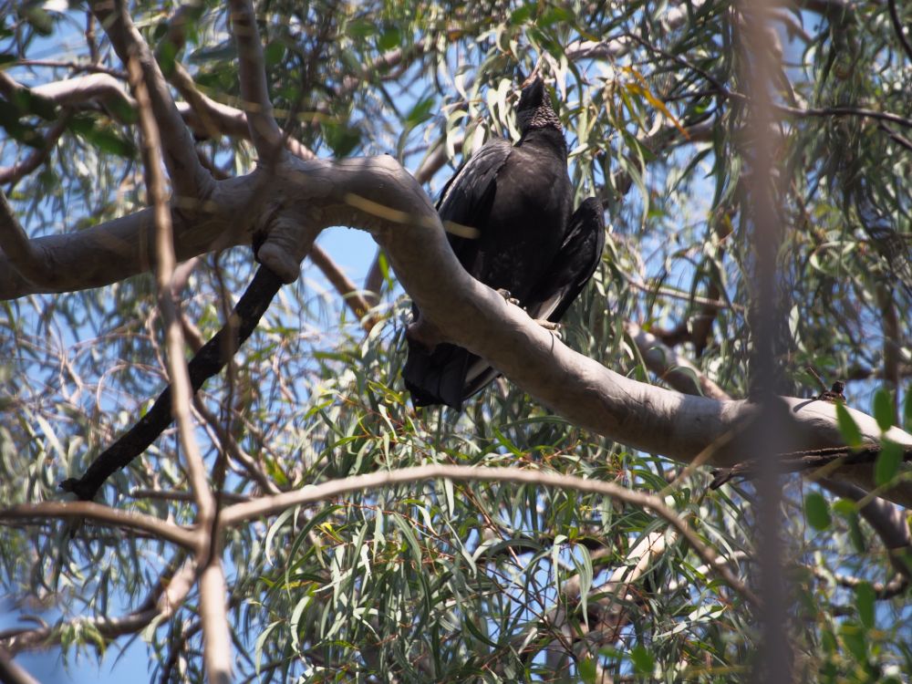 Same bird in a tree before coming to the ground to feed