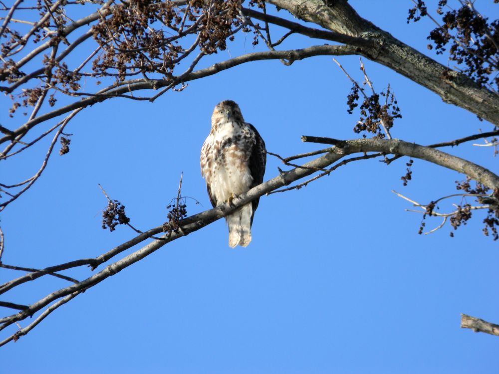 Large bird of prey perched on a branch looks right at the camera, he is brown with a speckled white front. The background is clear blue sky