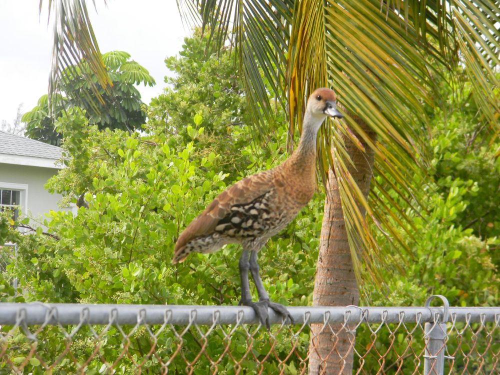 On this and the other images, a large duck, is perched on a chain link fence. He is mottled in every shade of brown from light cream to saddle leather. His neck is that cream and his head capped in medium brown. He is seen side on, looking to the right of the camera. background is a palm and other greenery