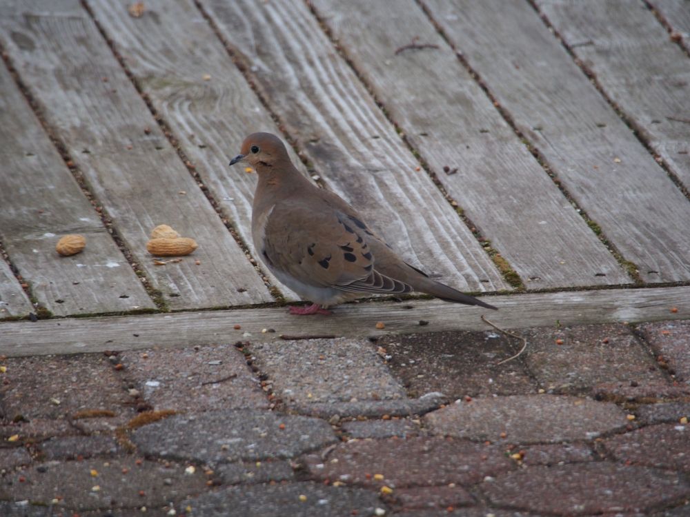 on the dock with peanuts