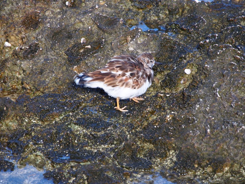 Here is a closer up shot with her looking well fed! Her white bottom is showing above her yellow legs