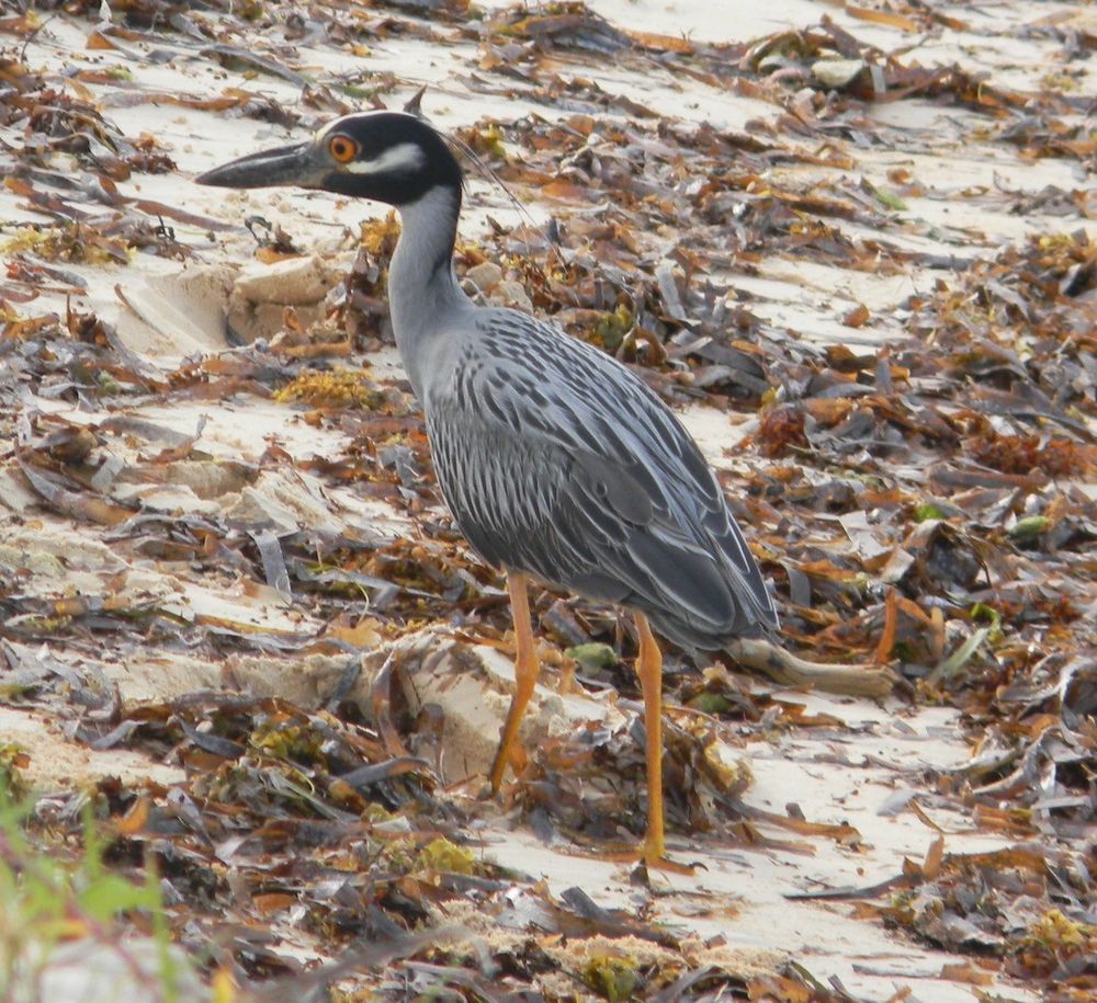 On a seaweed covered beach is a large wading bird, gray and black streaked wings, a black head with a white cheek patch he faces left in the image his large thick beak at the ready.. His orange eye with black pupil focused on his next meal. His legs a similar orange to his eyes. 