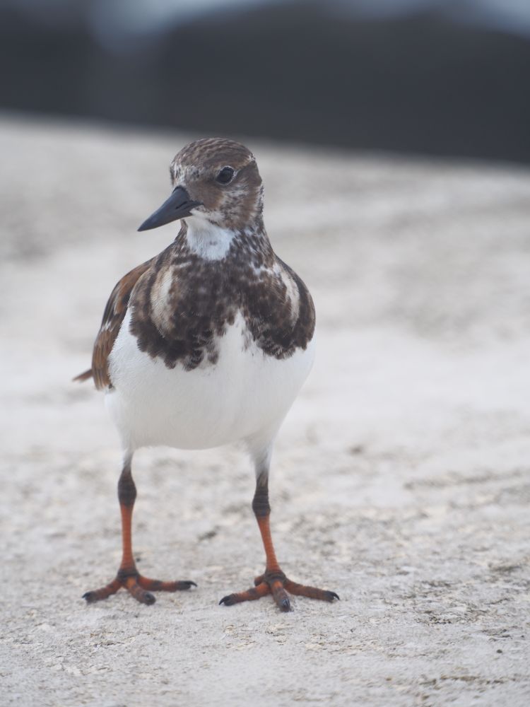 here's a bird I offended with my comment