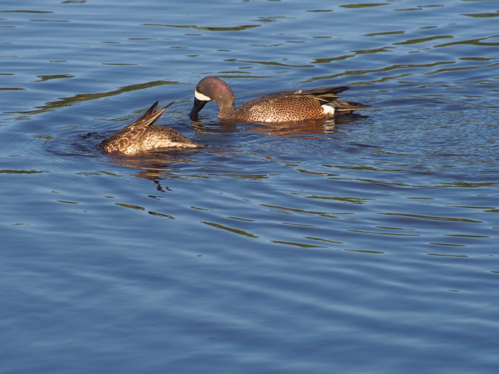 Here the female is diving for the pond grass it eats here as the male dips his bill in the water