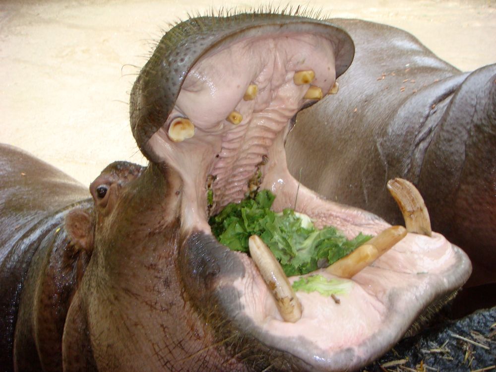 here his mouth is open as only a hippo can, looking like he's laughing