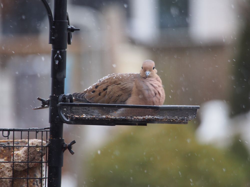 A big chubby Dove in the seed tray with snow falling 