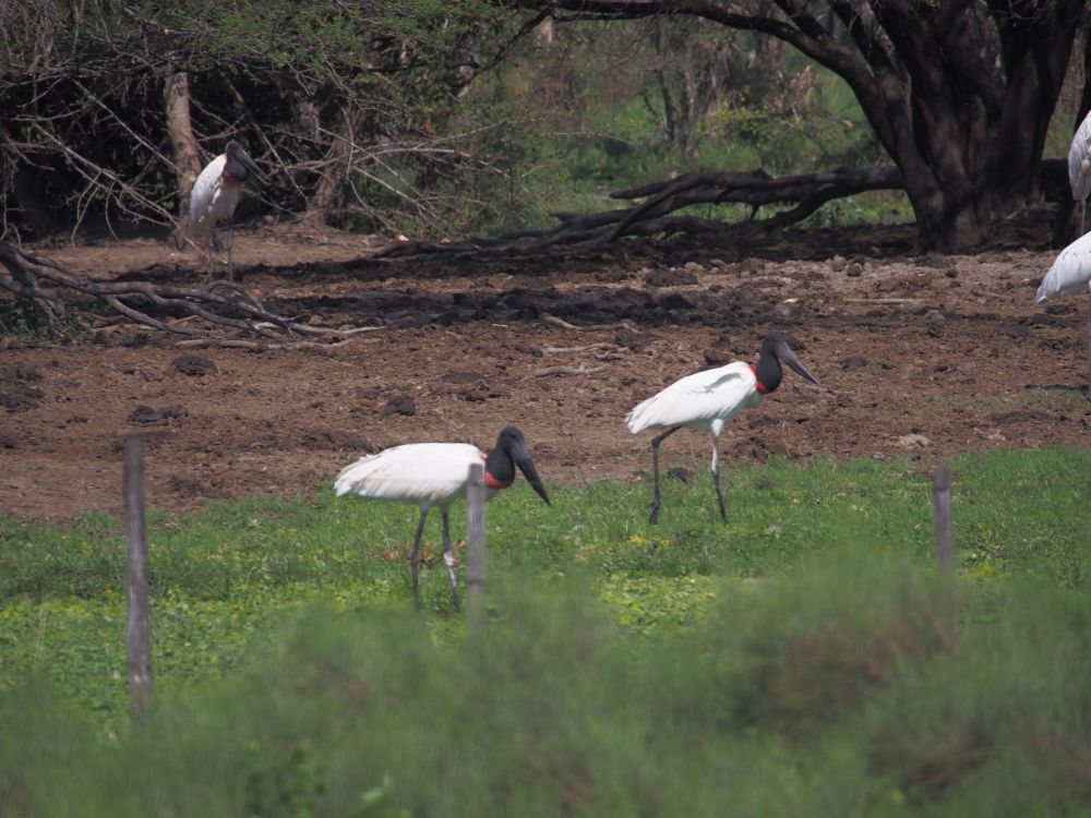 Standing on some green grass in front of the brown dirt of the dry pond are a pair of very large white bodied, black headed with red band around the neck wading Birds. Their big black beaks seem an extension of their head