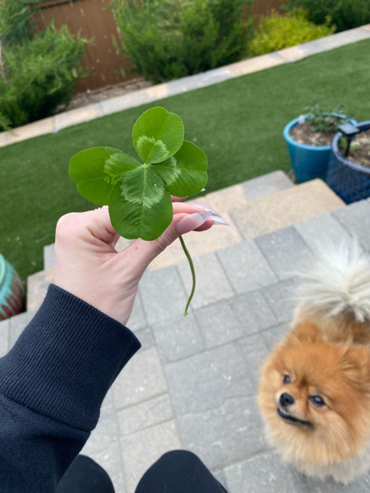 Holding the same clover, an orange Pomeranian appears on the right 
