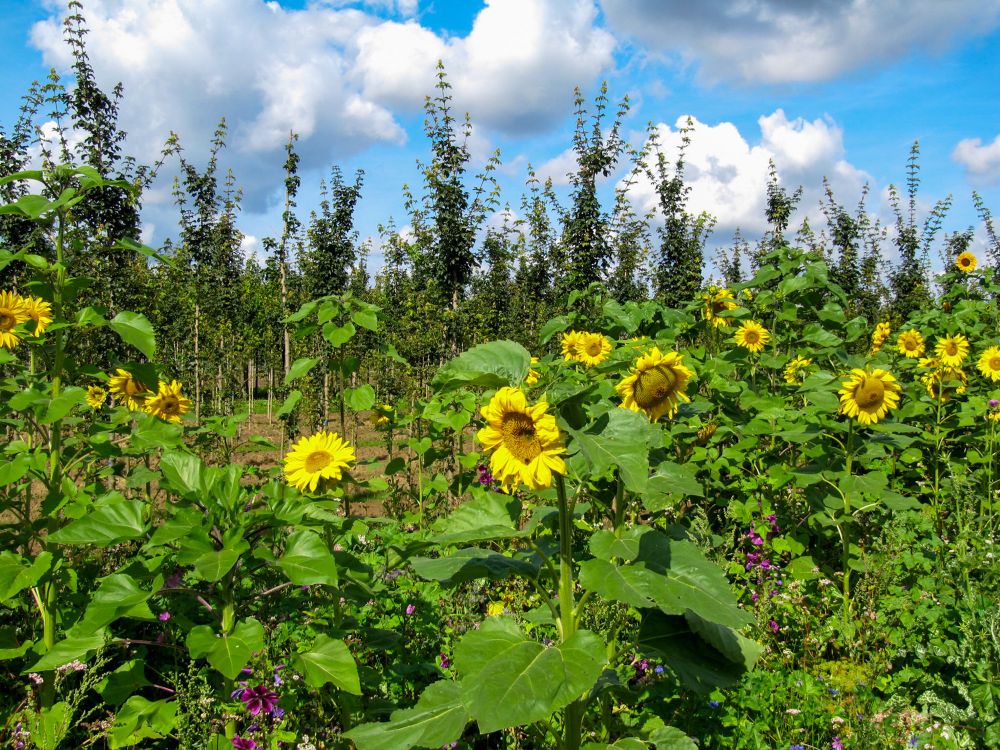 Sonnenblumen am Wegesrand.