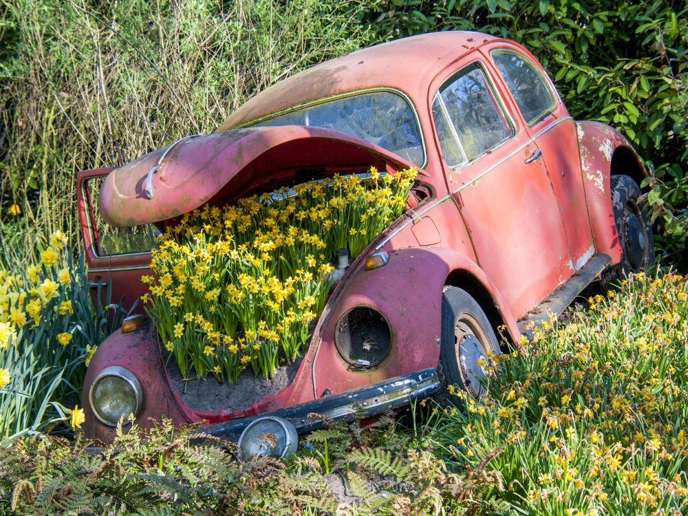 Ein alter VW – Käfer, der in der Natur steht,  und aus dessen Kofferraum Blumen heraus wachsen.