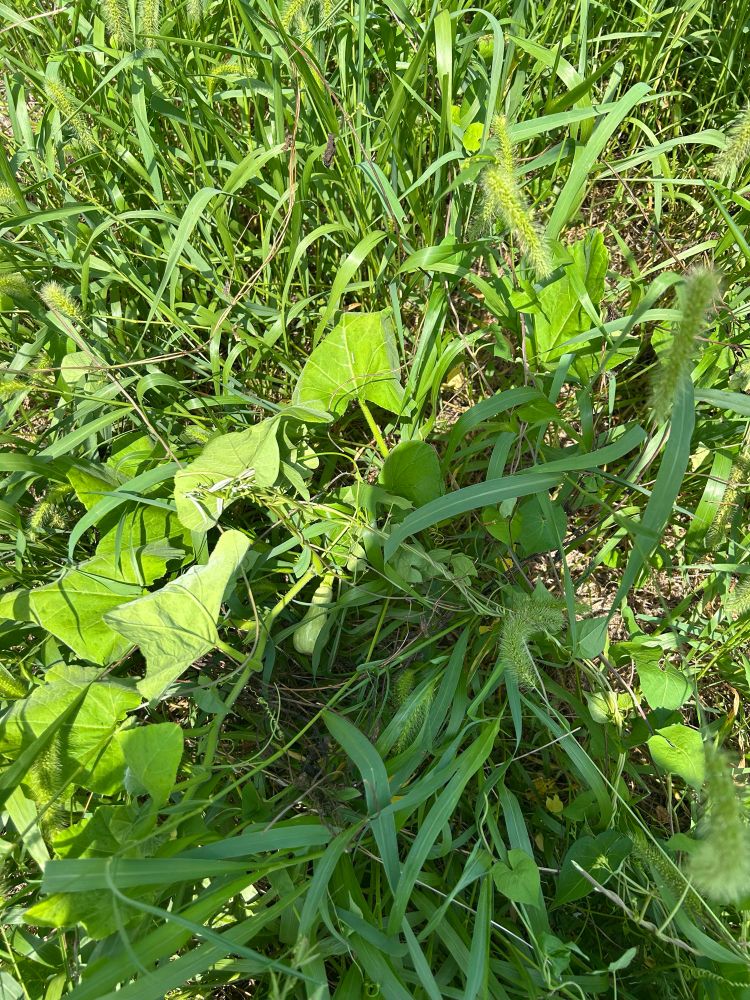 草むらで そだっている島かぼちゃ。まだ実が ちいさい。