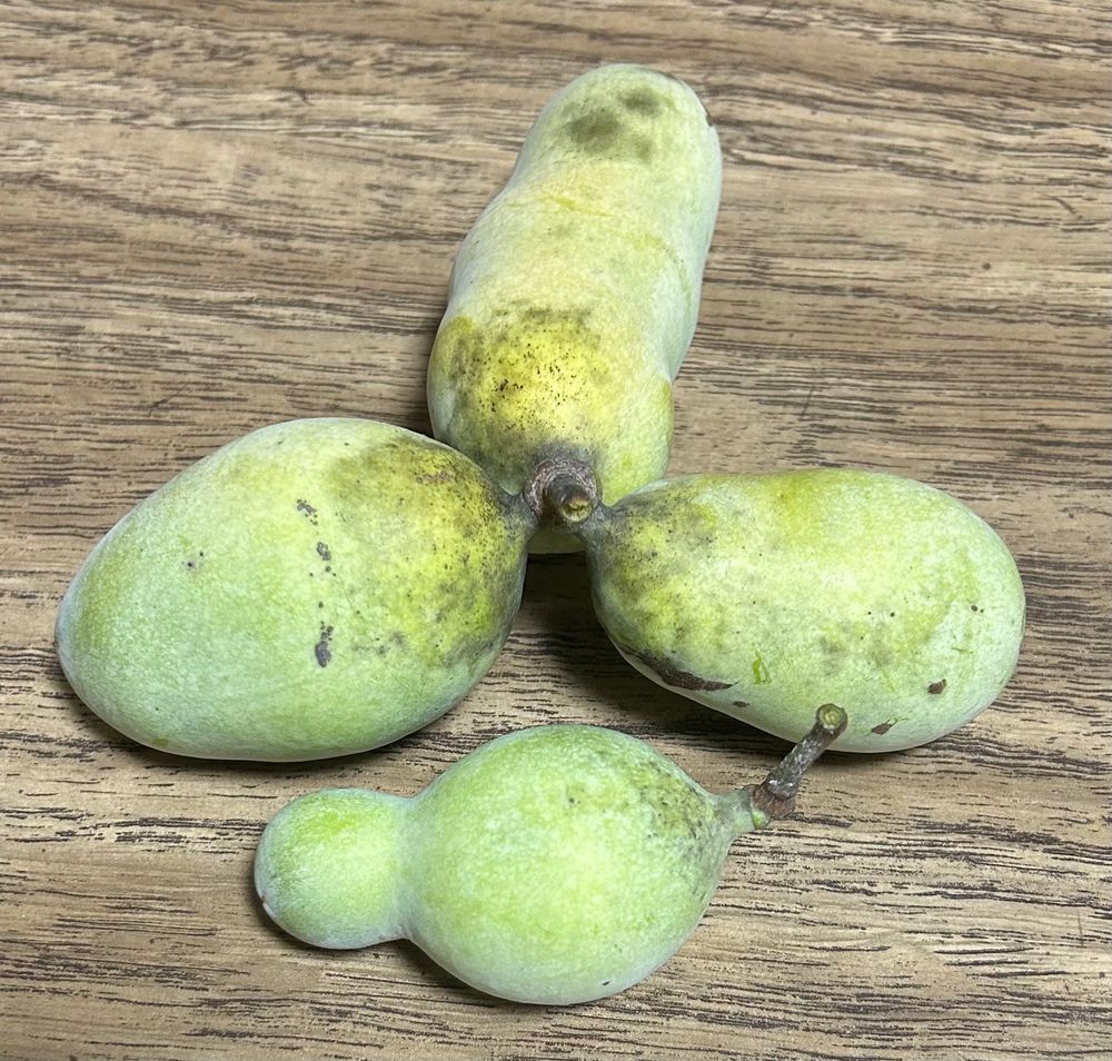 こぶりのポポー4つ。緑色。うっすら黄色くなりつつある。