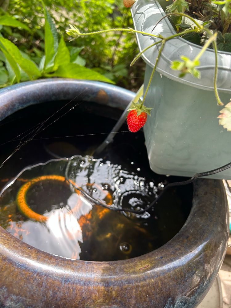 プランターから たれさがった ちいさいイチゴが ひとつ。そのしたにはメダカが くらす火鉢。