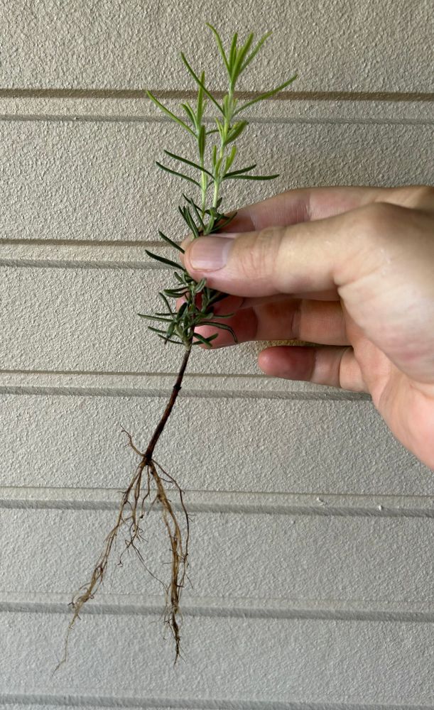 まだ ちいさいローズマリー。根っこが はえている。