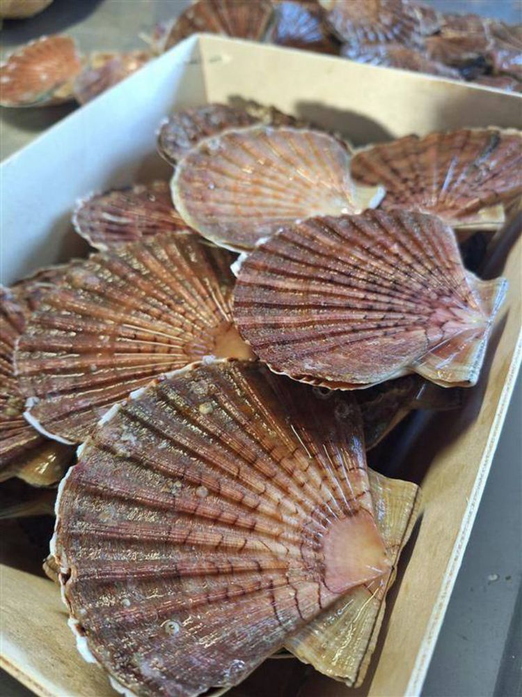 photo de COQUILLE ST JACQUES CORAILLEE - Rade de Brest
COQUILLE ST JACQUES CORAILLEE - Rade de Brest - Sans Marque Risques : Biotoxines marines ASP (toxines amnésiantes) Motif : Arrêté préfectoral de fermeture de la zone de récolte 29-2025-10-300006