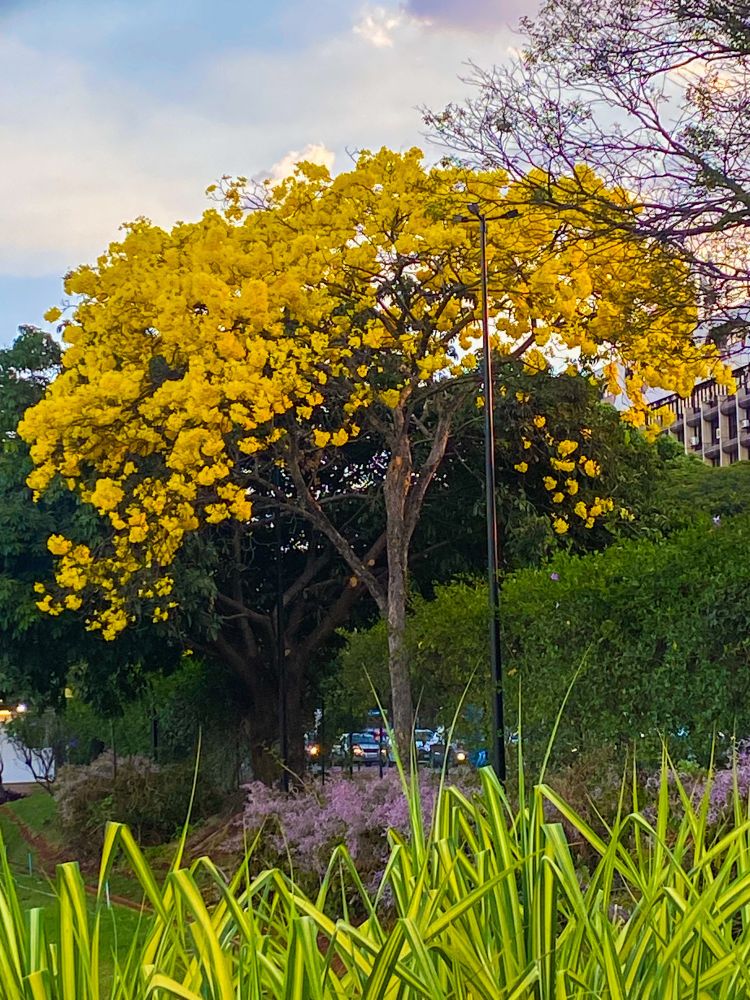 Foto de um ipê amarelo amarelo (tem uma vegetação verde em volta)