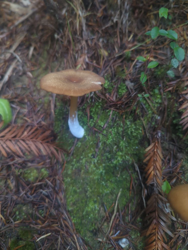 A small brown mushroom with a flat cap and white at the base of the stalk. Probably a pinkgill, possibly a redwood rooter.
