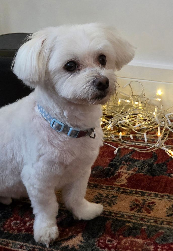Ollie, the Maltese, back from the groomers. Looking a bit confused that his fur is half it's previous mass.
