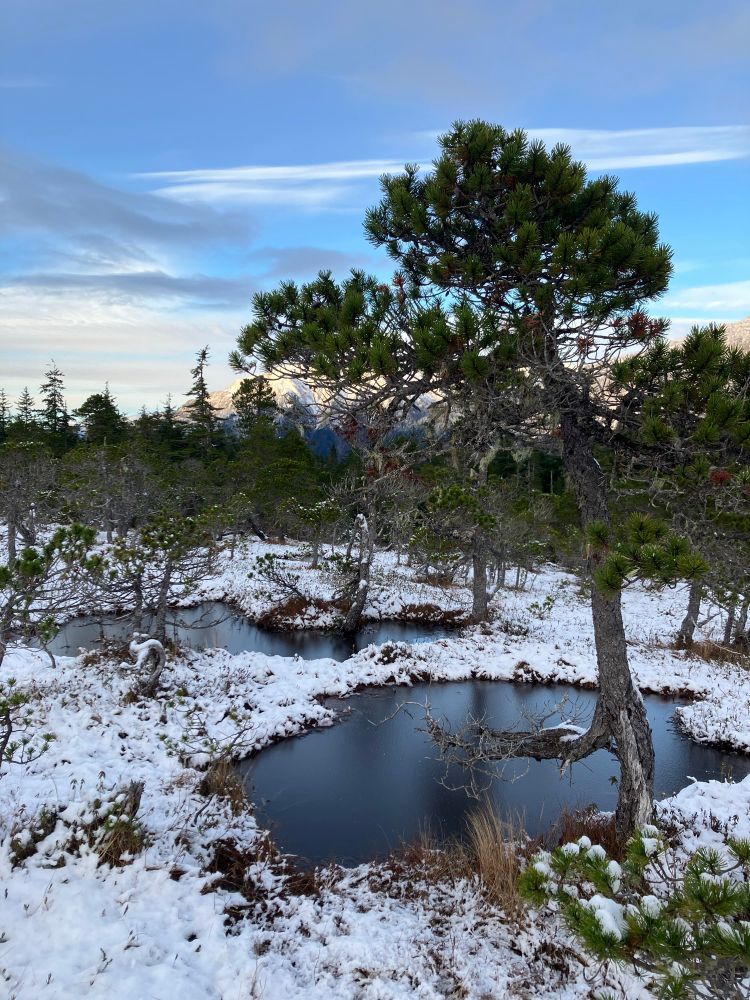 Pine tree in a cold meadow with snow on the ground. Chilly small meadow pond in the foreground.