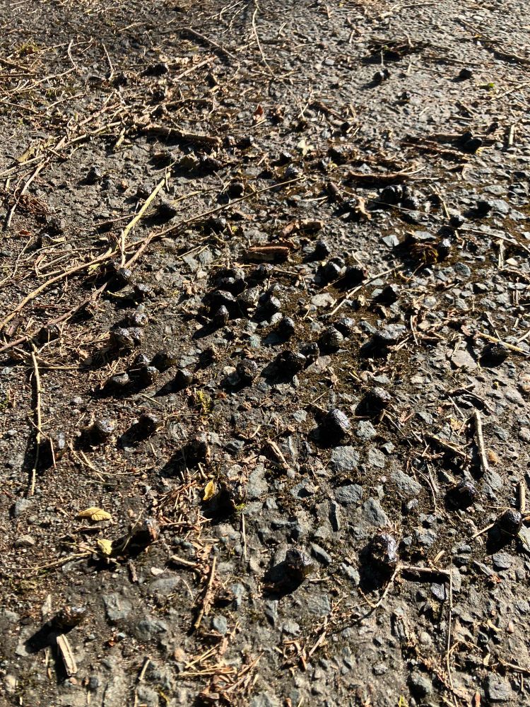 Porcupine poop