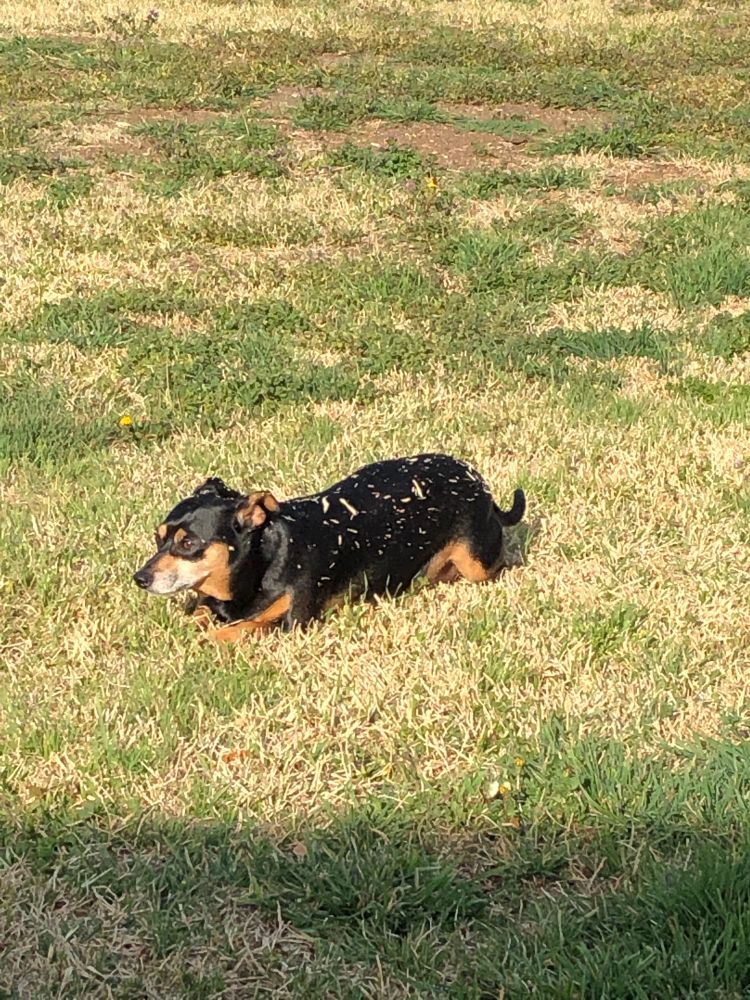 Min pin mix dog lying in the grass