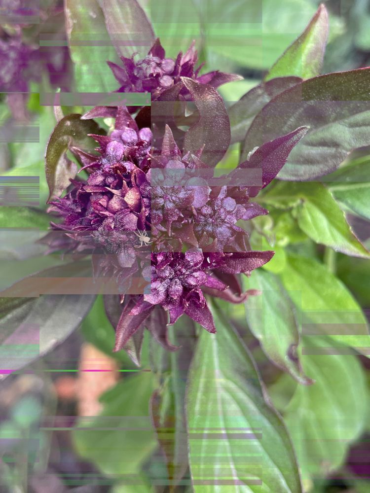 A digitally manipulated closeup image of sweet basil flowers from my back yard